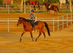 أفضل ٧ أماكن لركوب الخيل وتعليم الفروسية في القاهرة