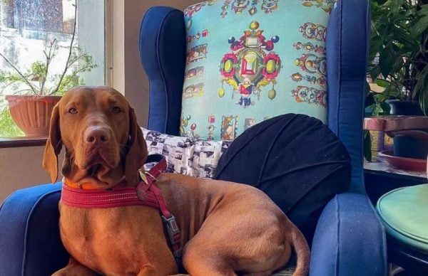 17 من أفضل المقاهي والمطاعم في القاهرة التي تسمح بدخول الحيوانات الأليفة