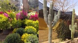 لا تفوت معرض زهور الربيع 2026 في مصر - إليك الأسعار